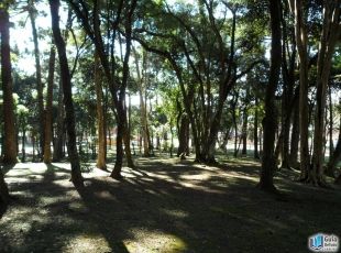  - Bosque Boa Vista