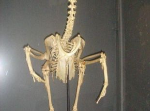  - Esqueleto de urubu