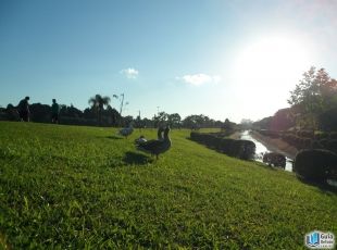  - vista dos patos à beira do rio